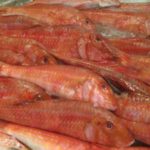 RED-MULLET-1-300×225