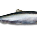 herring-1-300×157