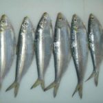 herring-2-300×192